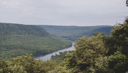 green tree lot near river during daytime